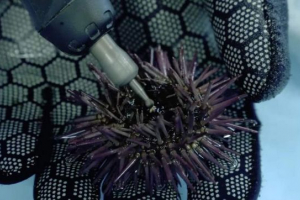 V združenih državah amerike, marine yuzh prosila za pomoč za zobozdravstvo